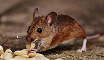 24 Hour & Emergency Exterminators in Tullytown, PA
